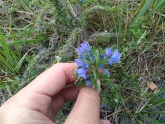 Echium vulgare