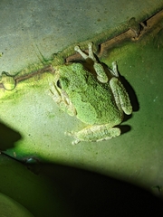 Hyla