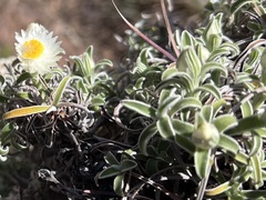 Helichrysum chionosphaerum