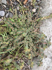Euphorbia thymifolia