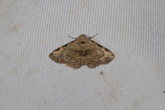 Pericyma cruegeri