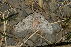 Noctuoidea