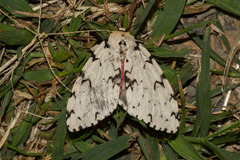 Lymantria monacha