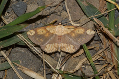 Metallaxis semiustus