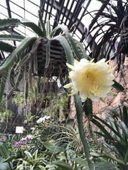 Selenicereus costaricensis