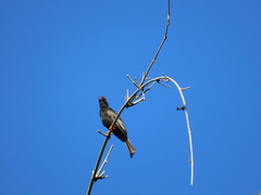Hypsipetes leucocephalus
