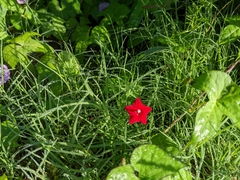 Ipomoea quamoclit
