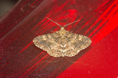 Alcis taiwanovariegata