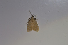 Hemipsilia coavestis