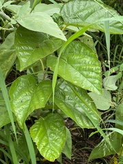 Morus indica