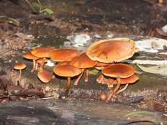 Physalacriaceae