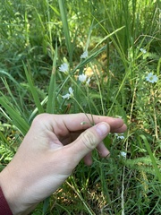 Cerastium arvense strictum