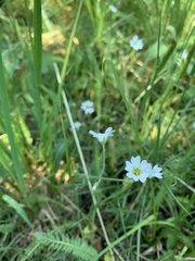 Cerastium arvense strictum