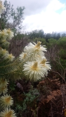 Phylica pubescens