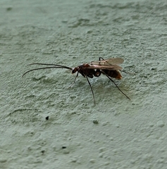 Ponerinae