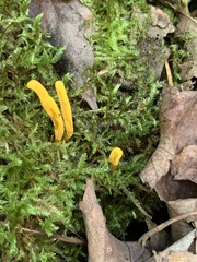 Clavulinopsis helvola
