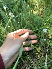 Cerastium arvense strictum