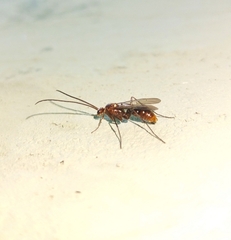 Ponerinae