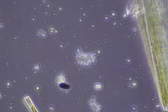 Amoebozoa