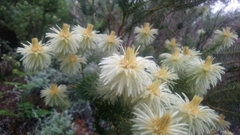 Phylica pubescens