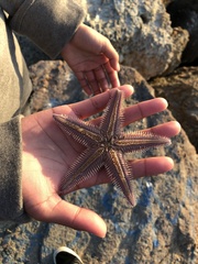 Astropecten armatus