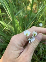 Cerastium arvense strictum