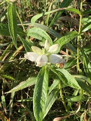 Chelone glabra