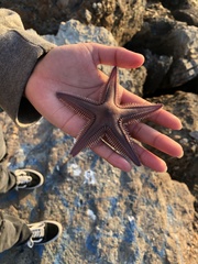 Astropecten armatus