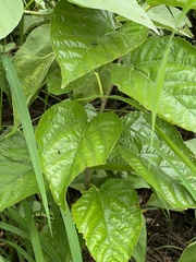 Morus indica