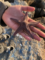 Astropecten armatus