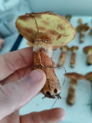 Suillus luteus
