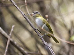 Vireo chivi