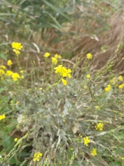 Rhamphospermum nigrum