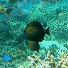 Zebrasoma scopas