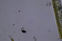 Amoebozoa