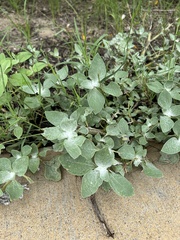 Helianthus argophyllus