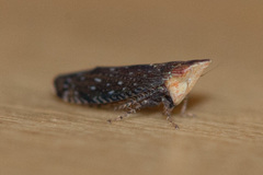 Scaphytopius loricatus
