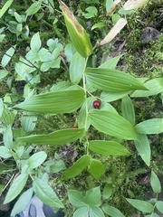 Streptopus lanceolatus