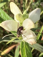 Entomophthora muscae