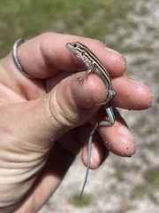 Aspidoscelis sexlineatus