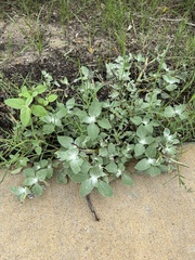 Helianthus argophyllus