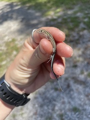 Aspidoscelis sexlineatus