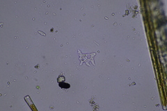 Amoebozoa