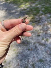 Aspidoscelis sexlineatus