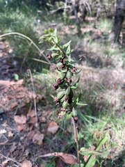 Epipactis helleborine