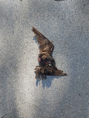 Antrostomus carolinensis