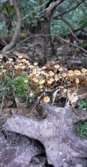 Xeromphalina cauticinalis