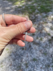 Aspidoscelis sexlineatus