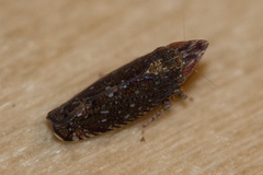 Scaphytopius loricatus