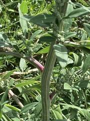 Chenopodium album